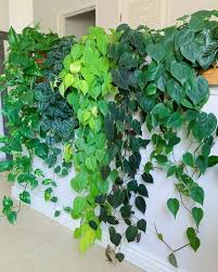 Pin By Sumadi Hadi On Houseplant Inspiration In 2020 Plants Indoor Plants Hanging Plants