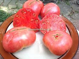 New Big Dwarf Tomato Seeds For Sale St Renaissance Farms Tomato Seeds Tomato Seeds For Sale