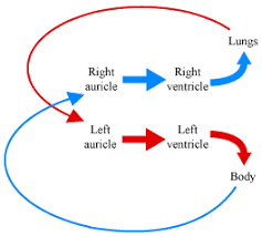 explain the process of double circulation science life