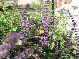 Image result for Ocimum urundense