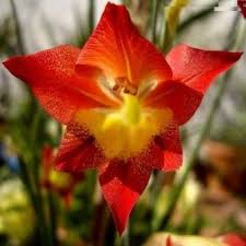 Image result for Gladiolus hollandii