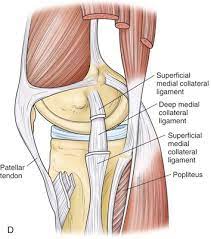 Classification Of Knee Ligament Injuries Musculoskeletal Key