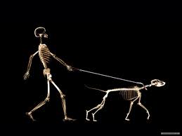 Maybe you would like to learn more about one of these? Veterinary Wallpapers Wallpaper Cave