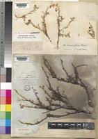 Image result for Hermannia kirkii