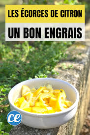 Vous Voulez Un Engrais Naturel Pour Votre Jardin Vos Plantes Ou Votre Potager Le Compost Naturel Enfoui Dans La Terre De Votre Engrais Idee Legume Potager