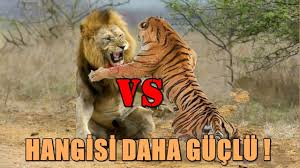 Ormanin Gercek Krali Kim Aslan Mi Yener Kaplan Mi Youtube