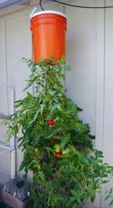 Jardiner A La Verticale C Est A La Portee De Tous Cest Jardiner Portee Tous Verticale Tuinieren Tomatenplant Moestuinontwerp