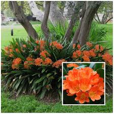 With full sun, acidic soil, and regular watering, this plant can grow to be 20 feet tall. Shade Loving Plants Landscapng Ideas Shade Garden Plants Shade Plants Plants