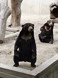 Zoo De Madrid Espana Black Bear Cute Animals My Animal