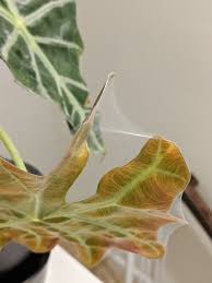 Heavily infested plants often drop their leaves. How To Get Rid Of And Prevent Spider Mites On Alocasia Plants