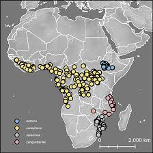 Image result for Coffea racemosa