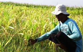 Adapun kontribusi sektor pertanian dan peternakan terhadap pertumbuhan dan perkembangan perekonomian di indonesia sektor ini mencakup pertanian dan peternakan mampu memberikan devisa kepada negara apabila pertanian dan peternakan mampu meningkatkan kapasitas produksi. Sumbangan Pdb Pertanian Turun Begini Penjelasan Kementan
