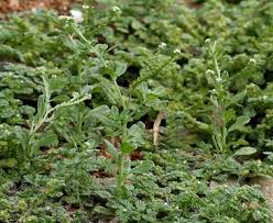 Image result for Coldenia procumbens