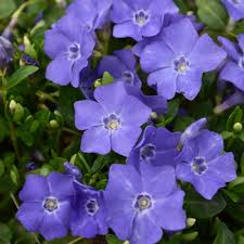 Image result for Vinca minor
