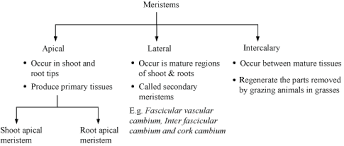 Mind Map Of Types Of Tissues Science Tissues 8253913