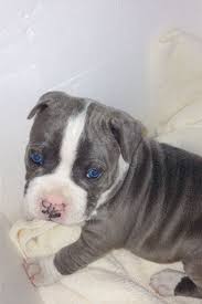 Gorgeous Eyes American Bulldog Blue Pit Mix Pitbulls Pitbull Terrier American Bulldog