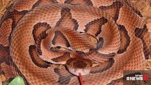 Maybe you would like to learn more about one of these? Black Snakes Vs Copperheads What You Need To Know Wfmynews2 Com