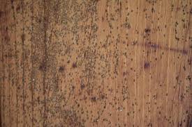 So, does vinegar kill mold effectively? How To Remove Mold From A Wooden Ceiling Hgtv