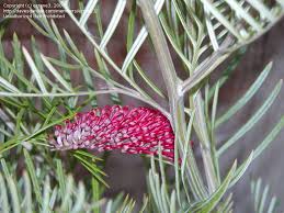 I wanted an 8 foot plant for my minimal maintenance landscape. Plantfiles Pictures Grevillea Red Hooks Grevillea By Ecrane3