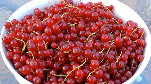 Bei früher aussaat etwa ab april, die roten knollen bereits im sommer reif. Johannisbeere Ribes Im Pflanzenlexikon Gartennatur Com