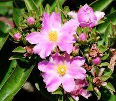 Image result for Pereskia