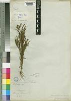 Image result for Geigeria