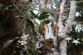 Maybe you would like to learn more about one of these? à¹€à¸­ à¸­à¸‡à¸¡à¸°à¸¥ à¹à¸ª à¸žà¸£à¸°à¸­ à¸™à¸—à¸£ à¸«à¸§à¸²à¸¢à¸•à¸°à¸¡à¸­à¸¢ Dendrobium Crumenatum Sw à¸§à¸‡à¸¨ à¸à¸¥ à¸¡à¸‡à¸²à¸™à¸§ à¸Šà¸²à¸à¸²à¸£ à¸ªà¸³à¸™ à¸à¸šà¸£ à¸«à¸²à¸£à¸ž à¸™à¸— à¸­à¸™ à¸£ à¸à¸© à¸— 9 à¸­ à¸šà¸¥à¸£à¸²à¸Šà¸˜à¸²à¸™ Facebook