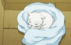 R&eacute;sultat de recherche d'images pour "manga chat blanc"