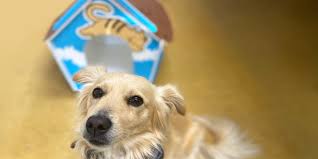 Oggi, 26 agosto, è la giornata internazionale del cane. Giornata Mondiale Del Cane In Ufficio Martini Print Pack