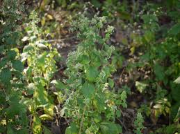 Image result for Blumea axillaris