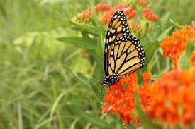 Unlike bees, butterflies can see the color red, so many of the flowers they are attracted to are colored bright red, pink, or purple. Butterfly Gardening Wikipedia
