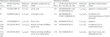 Image result for Helichrysum mechowianum