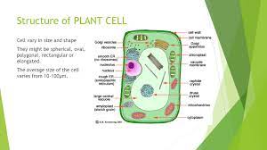 Check spelling or type a new query. Structural Organization Of Plant Drugs Course Title Pharmacognosy I Phr 103 1 Course Instructor Ms Sarah Zaheen Ppt Download