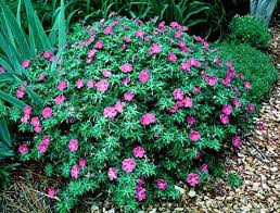 Different types of flowers plants in india. 10 Easy Peasy Indian Flowering Plants For Brand New Gardeners Hometriangle