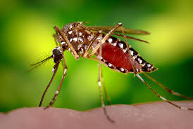 Image result for Dengue