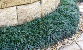 Its foliage tends to remain low and dense right to the ground. Best Fertilizer For Dwarf Mondo Grass Cromalinsupport