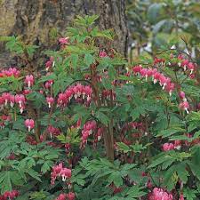Dicentra Spectabilis White Flower Farm Shade Perennials Flowers