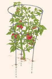 Check spelling or type a new query. How To Support Tomatoes Finegardening