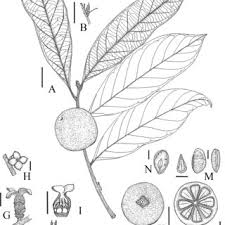 Image result for Diospyros consolatae