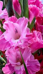 خلفيات ورود ملونة بشكل جميل لعشاق الورد فوتوجرافر Flowers Beautiful Flowers Garden Flower Beds