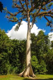 Image result for Ceiba