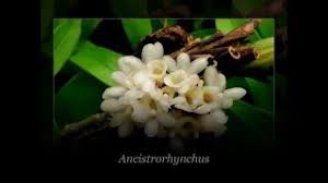 Image result for Angraecopsis parviflora