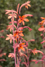 Image result for Watsonia