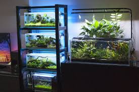 Bookshelf Of Aquariums Aquarium Aquarium Fish Aquarium Fish Tank