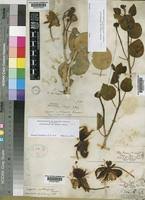 Image result for Capparis cartilaginea