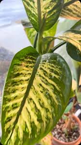 Image result for dieffenbachia flower
