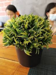 Image result for Pogonatherum paniceum