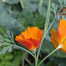 Image result for Eschscholzia