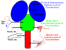 Central Nervous System Cns