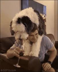 Funny Animal 30 Pictures Funnyfoto Cute Animals Funny Animal Pictures Cute Funny Animals